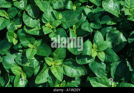 Potato crop plant off type a genetic variation Scotland Stock Photo