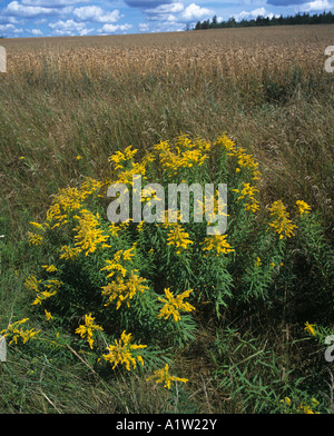 Golden rod Solidago canadensis flowering on roadside verge Stock Photo