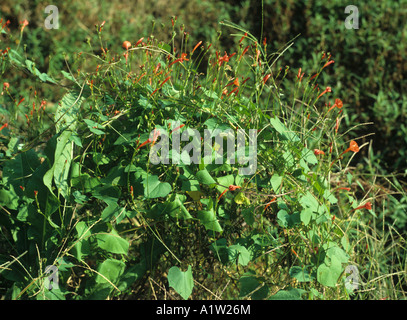 Small red morning glory Ipomoea coccinea flowering plant Stock Photo