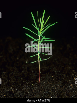 Leafy spurge Euphorbia esula young plant Stock Photo