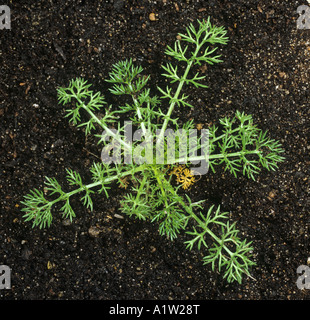 Scentless mayweed Matricaria perforata young plant leaf rosette Stock Photo