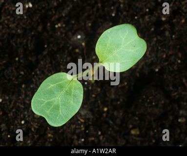 Field bindweed Convolvulus arvensis seedling cotyledons only Stock Photo