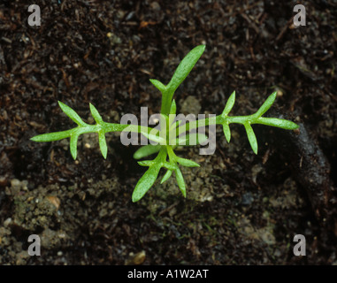 Scentless mayweed Matricaria perforata seedling with four true leaves Stock Photo