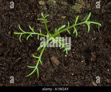 Scentless mayweed Matricaria perforata seedling with seven true leaves Stock Photo