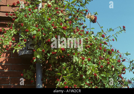 Honeysuckle Lonicera periclymenum climber with mature berries Stock Photo