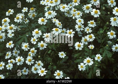 Feverfew Chrysanthemum parthenium plant in flower Stock Photo