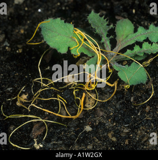 Greater dodder plant Cuscuta europaea young plant attached to a sowthistle host Stock Photo