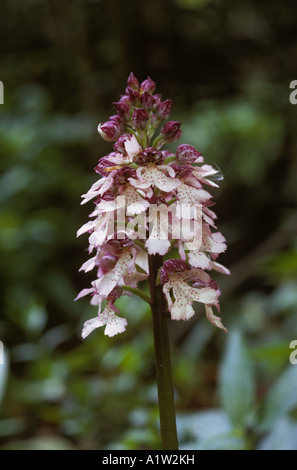 Lady orchid Orchis purpurea flowerhead Stock Photo