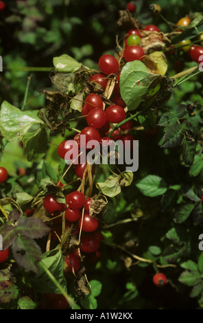 Black bryony Tamus communis red ripe poisonous berries Stock Photo