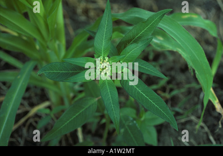 Painted spurge Euphorbia heterophylla flower Malaysia Stock Photo