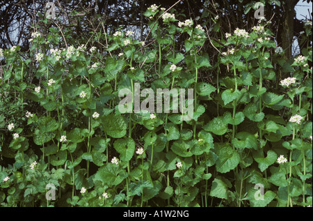 Jack by the hedge or garlic mustard Alliaria petiolata flowering plants Stock Photo