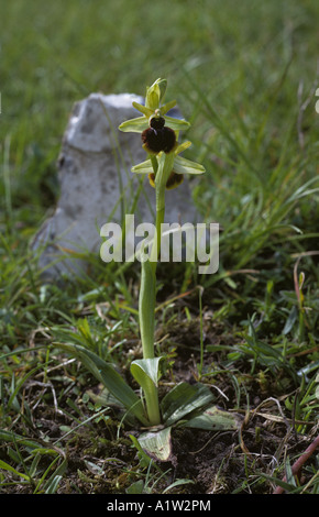 Early spider orchid Ophrys sphegodes single flowering plant on chalk downland Kent Stock Photo