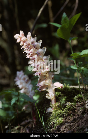 Toothwort Lathraea squamaria flowering plant parasitic on hazel roots Stock Photo