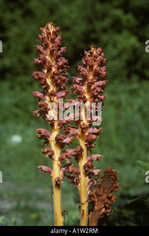 Knapweed broomrape Orobanche elatior backlit flowering spikes Stock Photo