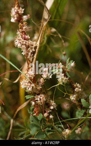 Common dodder Cuscuta epithymum flowers of parasitic plant Stock Photo