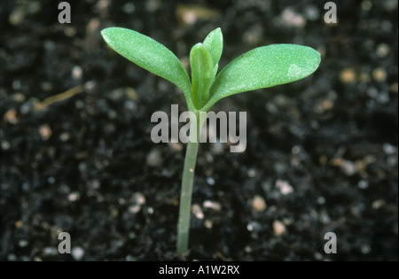 Corn marigold Chrysanthemum segetum seedling cotyledons and first true leaves appearing Stock Photo