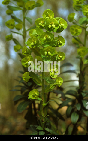Wood spurge Euphorbia amygdaloides flower in light woodland Stock Photo
