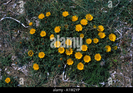 Gold coin or Mediterraneanm beach daisy Asteriscus maritimus flowering plant Stock Photo