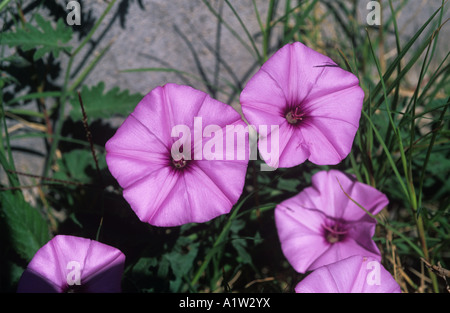 Mallow leaved bindweed Convolvulus althaeoides flowers Mallorca Stock Photo