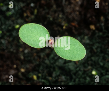 Sun spurge (Euphorbia helioscopia) seedling cotyledons only Stock Photo