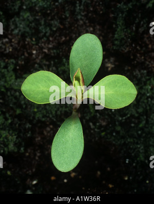 Sun spurge (Euphorbia helioscopia) seedling with two true leaves Stock Photo