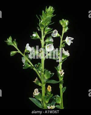 Thyme leaved speedwel Veronica serpyllifolia flower spike Stock Photo
