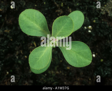 Sun spurge Euphorbia helioscopia seedling with four true leaves Stock Photo