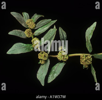 Asthma weed cats hair or pill bearing spurge Euphorbia hirta flowering plant Stock Photo