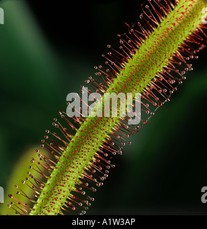 Sundew Drosera sp insectivorous sticky hairs on a narrow sundew leaf