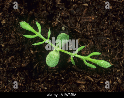 Stinking mayweed Anthemis cotula seedling cotyledons and first two true leaves Stock Photo