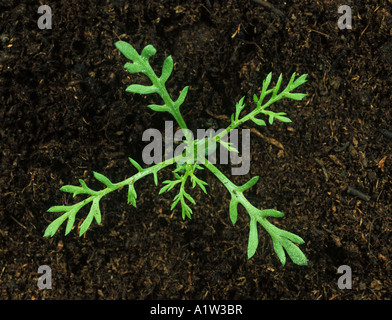 Stinking mayweed Anthemis cotula seedling with four true leaves Stock Photo