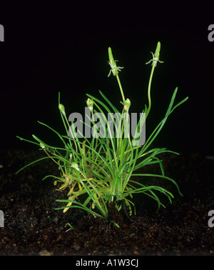 Mousetail Myosurus minimus plant in flower Stock Photo