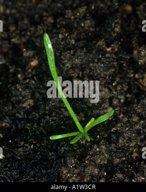 Mousetail Myosurus minimus seedling plant with third true leaf forming Stock Photo