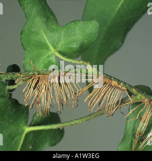 Ivy Hedera helix adventitious roots used to clinging onto vertical surfaces Stock Photo