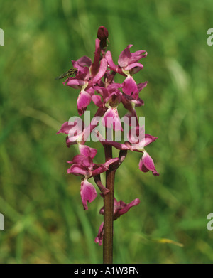 Early purple orchid Orchis mascula flower head Stock Photo