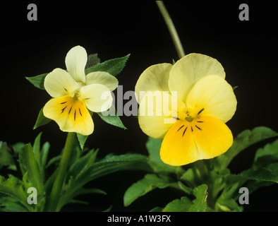 Field pansy Viola arvensis flower cv hybrid field x wild pansy V arvensis x tricolor flower Stock Photo