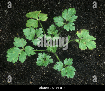 Creeping buttercup Ranunculus repens young plant leaves Stock Photo