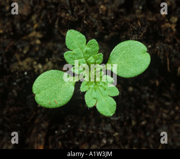 Annual nettle Urtica urens seedling cotyledons with first true leaves developing Stock Photo