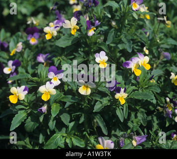 Heartsease johnny jumpup or wild pansy Viola tricolor flowering plants Stock Photo