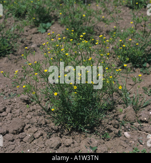 Corn buttercup Ranunculus arvensis plant in flower Stock Photo