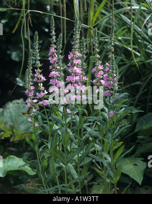 Purple loosestrife Lythrum salicaria Blush flowering ornamental plants Stock Photo