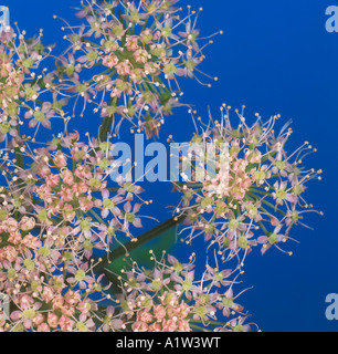 Greater burnet saxifrage Pimpinella major pink umbelliferous flowers against a blue background Stock Photo