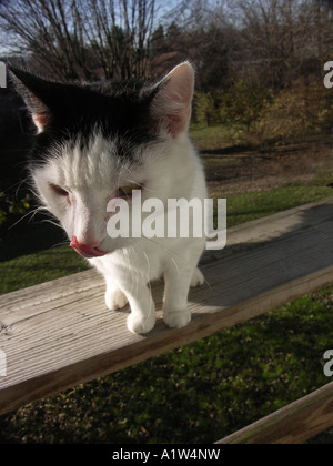 Cat on Railing Stock Photo