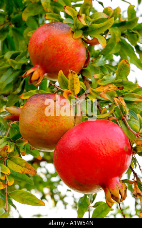 Three California pomegranates (Punica granatum) growing on a tree in the backyard of a house in Los Angeles, California, USA Stock Photo