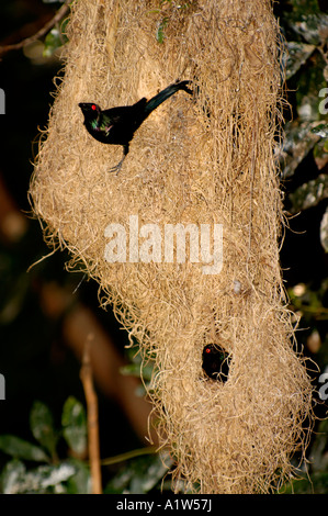 Metallic Starling 'Aplonis metallica' and nest at San Diego Zoo San Diego California USA Stock Photo