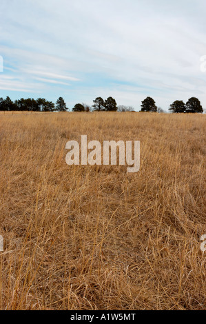 Prairie grasses at Pioneers Park Nature Center Lincoln Nebraska USA Stock Photo