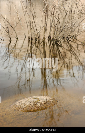 Dead tree in dam on black and white color background Stock Photo - Alamy