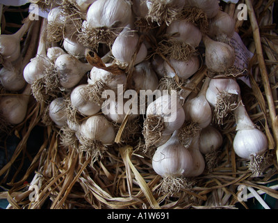 bunches of fresh garlic
