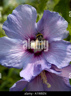 Mauve Hibiscus & Bumblebee Stock Photo