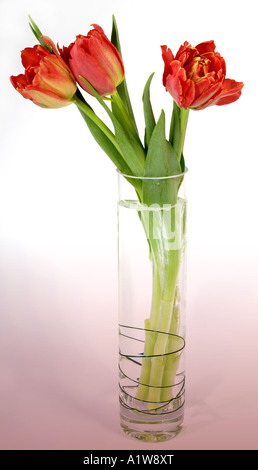 Red Parrot Tulips in Glass Vase Stock Photo